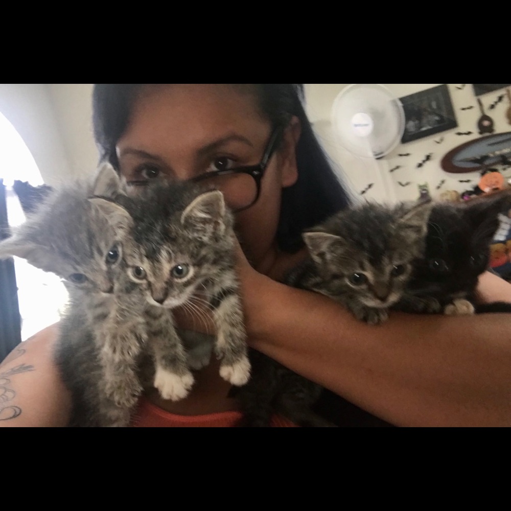 Cat Enthusiast